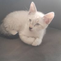 Aladin et loupio, duo à l'adoption #2