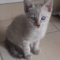 Aladin et loupio, duo à l'adoption #4