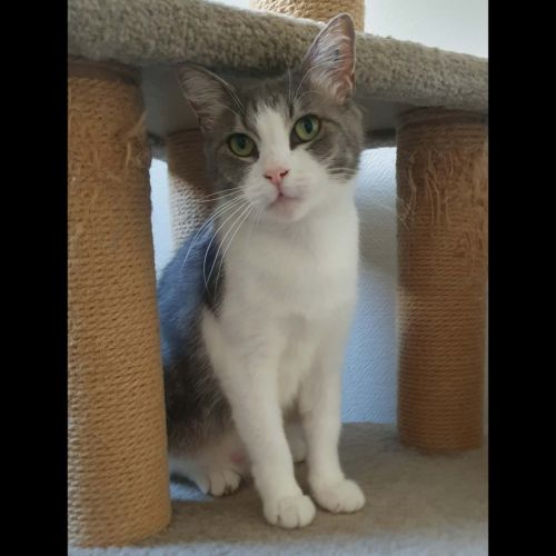 Belle, adorable minette à l'adoption