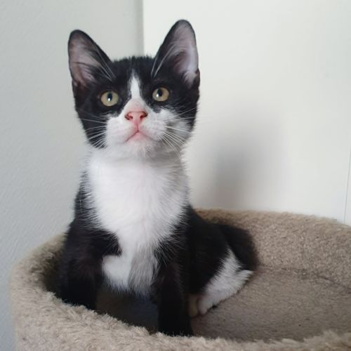 Bounty, adorable chaton à l'adoption