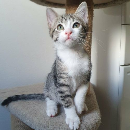 Bella, adorable chaton à l'adoption