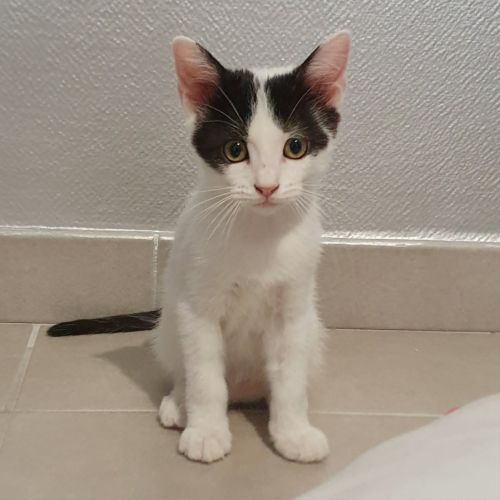 Bonie, adorable chaton à l'adoption