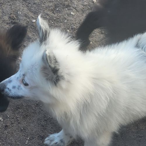 Chiot spitz #1