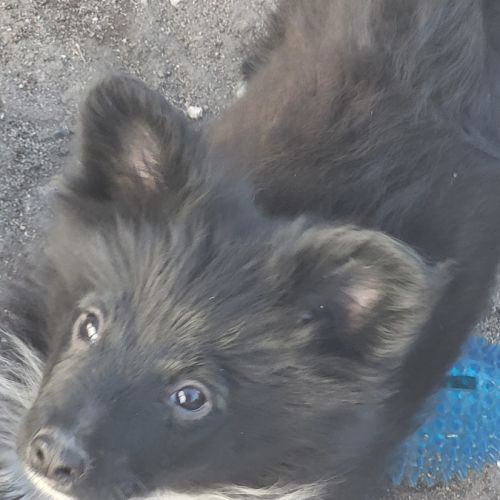 Chiot spitz #2