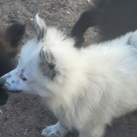 Chiot spitz #1