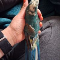 Kakariki 12 mois male bleu #0