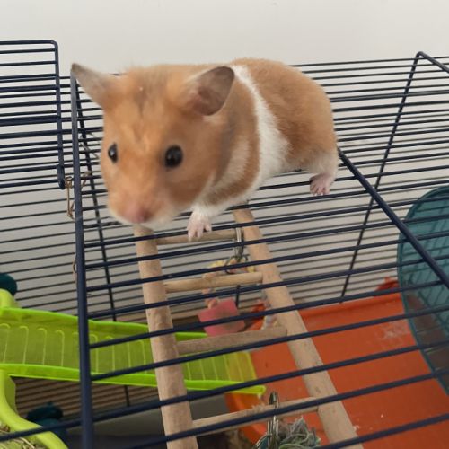 Don octodon et hamster #5