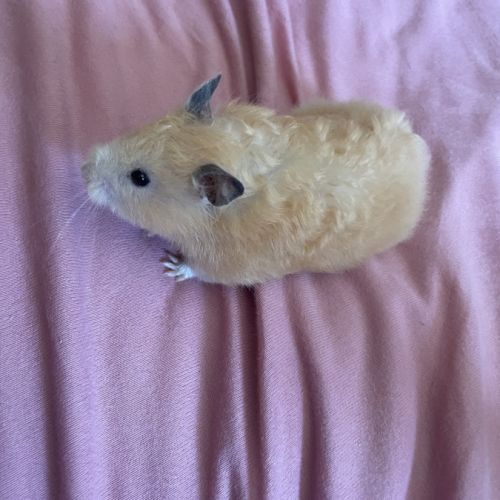 Don octodon et hamster #6