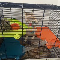 Don octodon et hamster #4