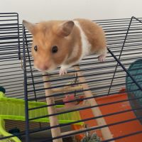 Don octodon et hamster #5