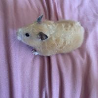 Don octodon et hamster #6