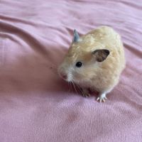 Don octodon et hamster #7