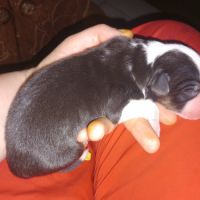 Berger australien mâle lof #6