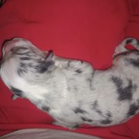Berger australien mâle lof #8