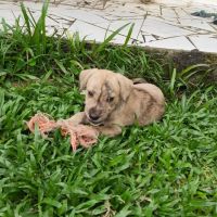 Bijou, un cadeau en or #0