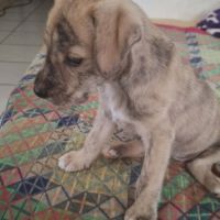Bijou, un cadeau en or #7