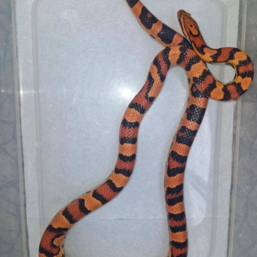 Pantherophis okeetee abbott's femelle