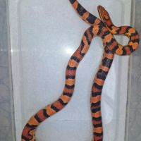 Pantherophis okeetee abbott's femelle