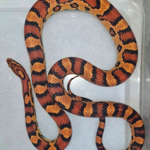 Pantherophis okeetee abbott's mâle