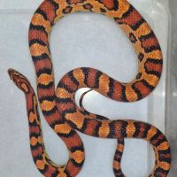 Pantherophis okeetee abbott's mâle