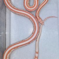 Pantherophis candy cane tessera