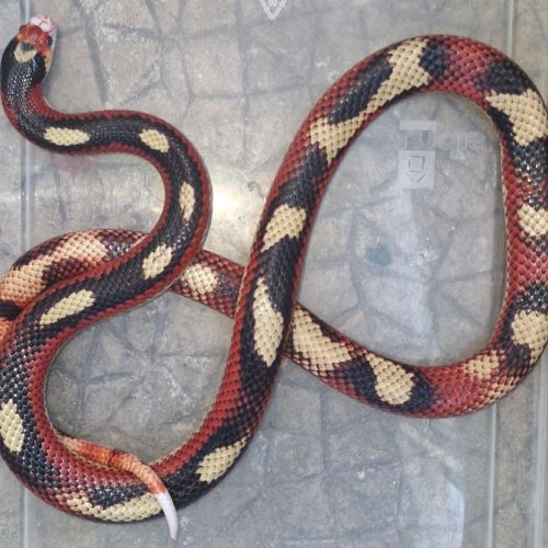 Lampropeltis polyzona