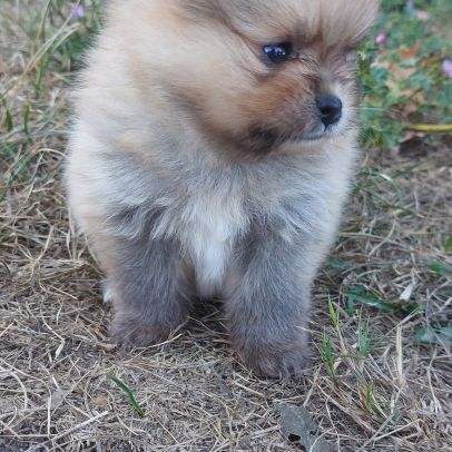 Spitz chiot #1