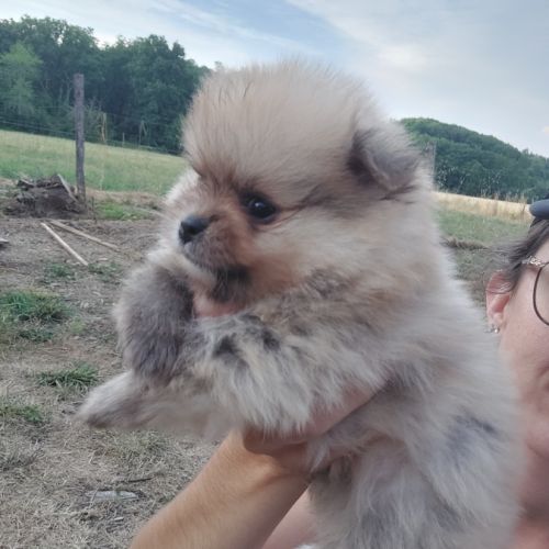 Spitz chiot #3