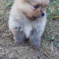 Spitz chiot #1