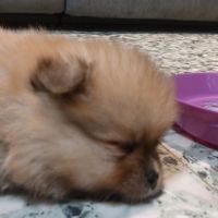Spitz chiot #4