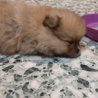 Spitz chiot