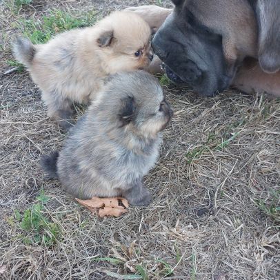 Spitz chiot #2