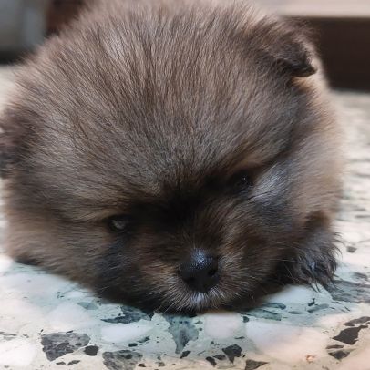 Spitz chiot #3