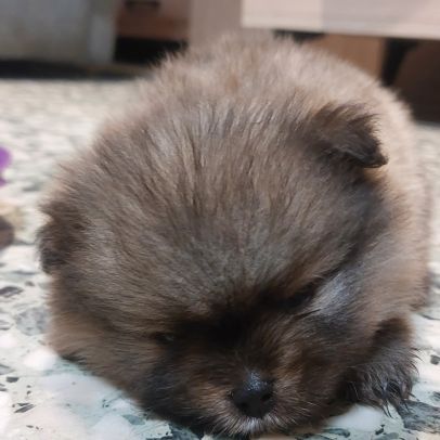 Spitz chiot #0
