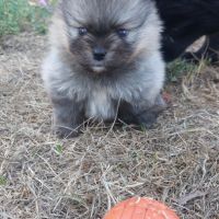 Spitz chiot #1
