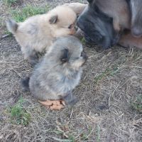 Spitz chiot #2