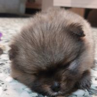 Spitz chiot