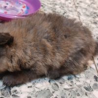 Spitz chiot #5