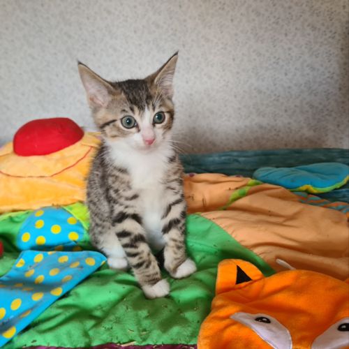 Crabus - chaton adorable #2