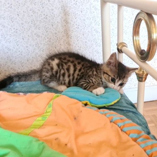 Crabus - chaton adorable #3