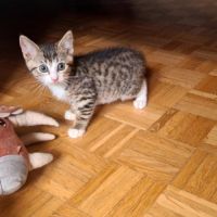 Crabus - chaton adorable #1