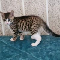 Crabus - chaton adorable #4