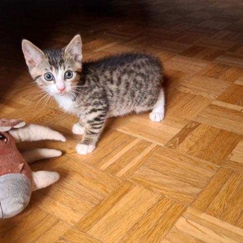 Adorable chaton-crabus #1
