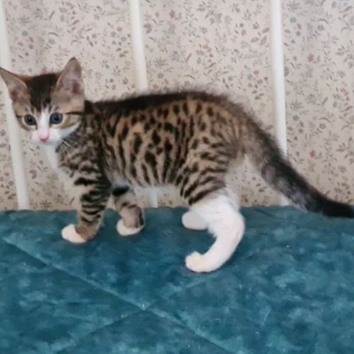 Adorable chaton-crabus #4