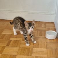 Adorable chaton-crabus #5