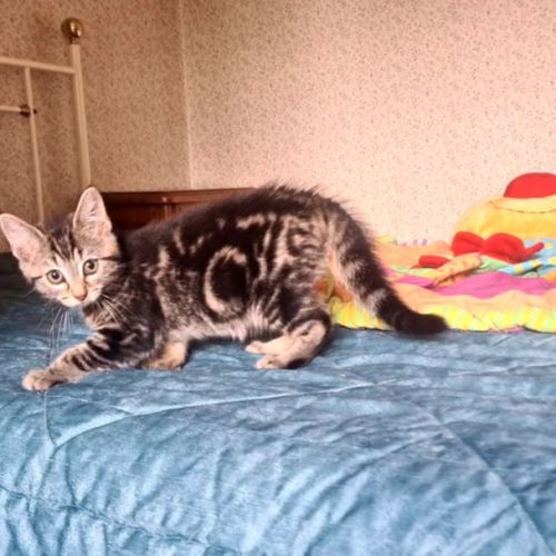 Croustille - adorable chatonne #5