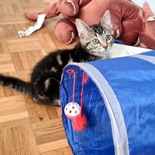 Croustille - adorable chatonne #6