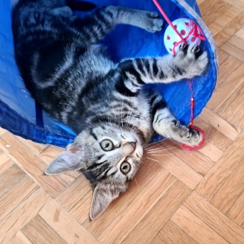 Croustille - adorable chatonne #7