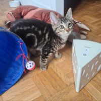 Croustille - adorable chatonne #0