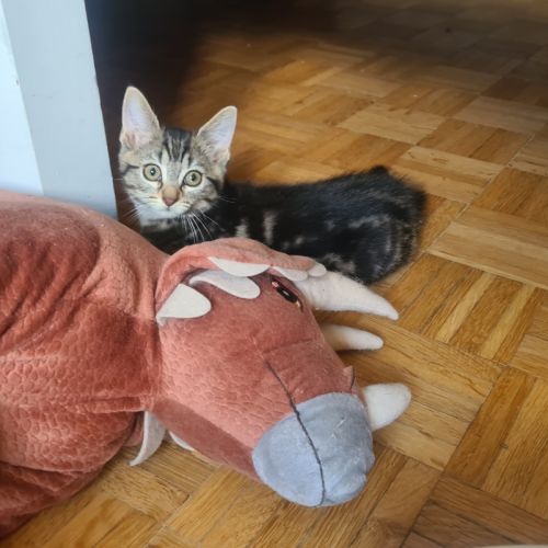 Adorable chatonne - croustille #3